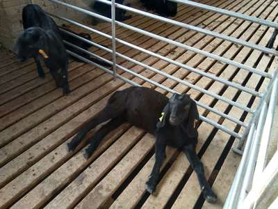 蕪湖努比亞黑山羊 家畜飼養的技術與實踐