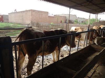 德國牧羊犬價格及養殖信息——以遼寧省昌圖縣為例