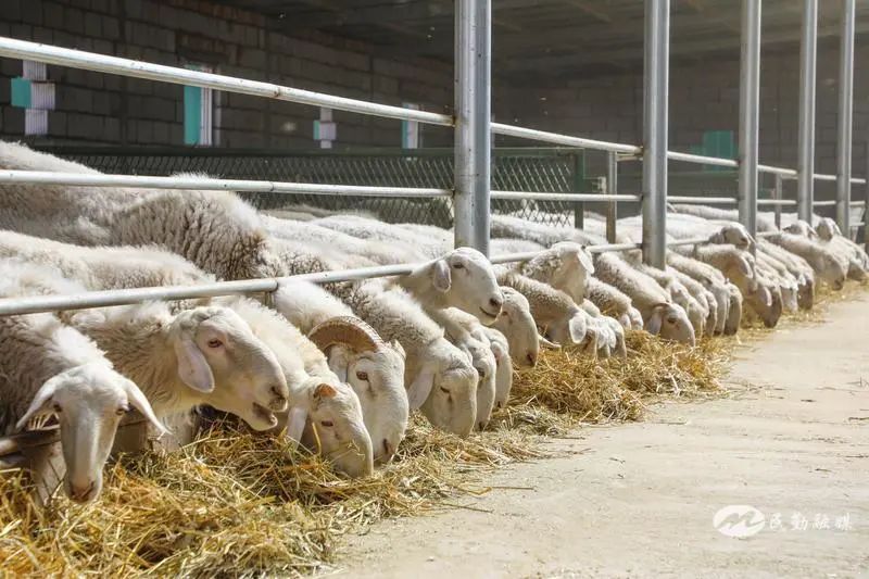 欣海牧業(yè) “牧”歌嘹亮，奏響鄉(xiāng)村振興肉類新篇章