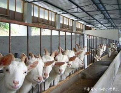 農村飼養中畜牧傳染病的及時發現與預防