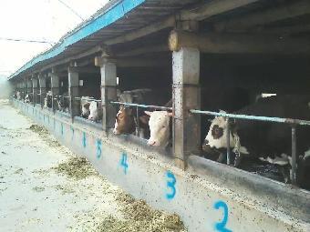 和縣養(yǎng)牛業(yè) 市場前景分析與養(yǎng)殖要點(diǎn)