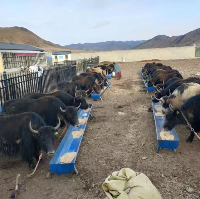 甘南 牦牛產(chǎn)業(yè)高質(zhì)量發(fā)展，唱響鄉(xiāng)村振興“牧歌”