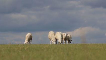 草原上的黨課 內(nèi)蒙古“聽(tīng)黨話、感黨恩、跟黨走”宣傳教育走進(jìn)鄂溫克家畜飼養(yǎng)一線