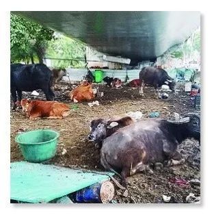 公路新功能？探索路面與圍欄外的畜牧可能