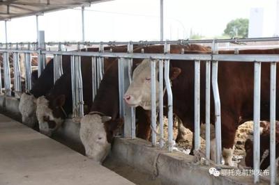 蹄疾步穩謀發展，產業振興正當時——鄂前旗推進農牧業產業高質量發展綜述