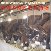 肉?？茖W飼養管理技術要點解析