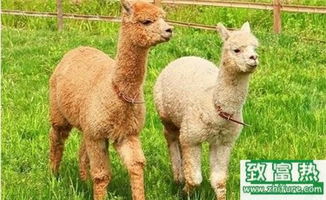 2017年養羊駝賺錢嗎？前景與市場價格行情深度解析