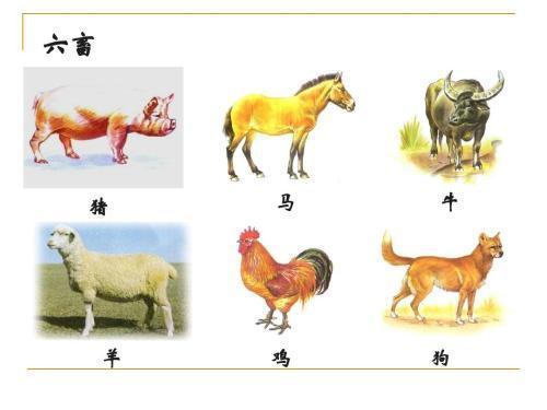 三牲六畜 家禽家畜的傳統文化內涵與現代飼養意義