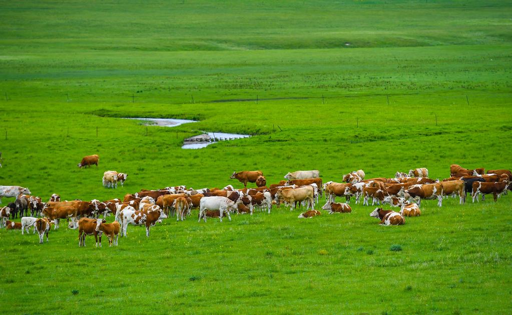 帶薪休牧的內蒙古草原 守護綠色屏障，賦能現代畜牧業